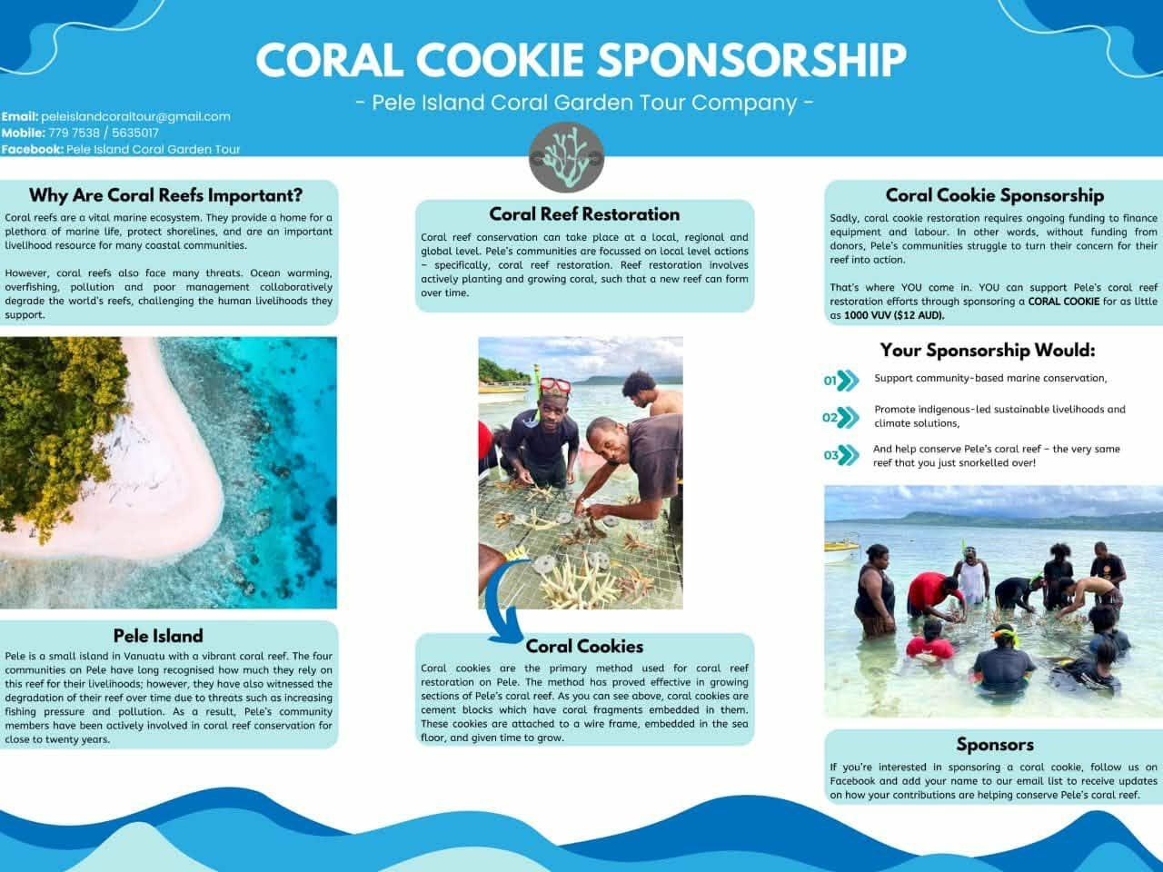 A coral cookie restoration substrate with young coral fragments in shallow seawater
